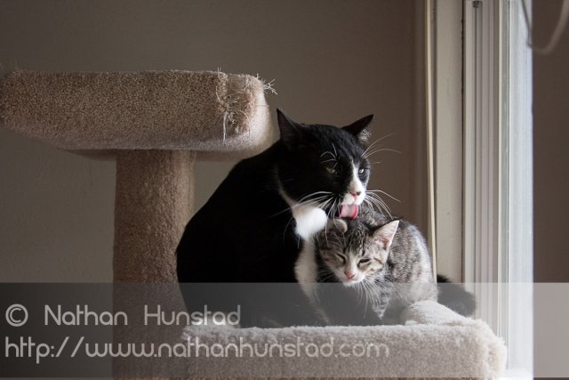 ???? showing how much he likes his little sister ???? by licking her